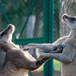 ハゲはブスと言われるのと同じ