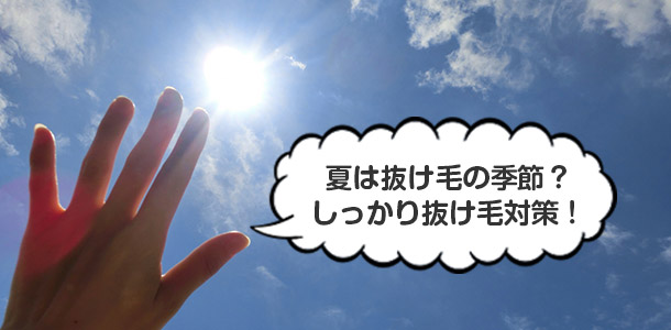 夏は抜け毛の季節？しっかり抜け毛対策！